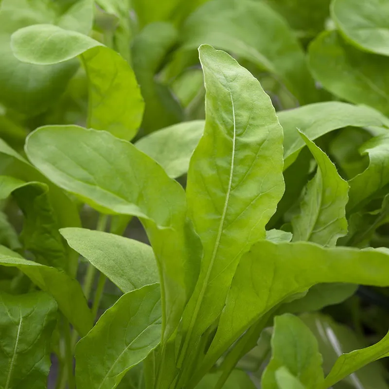 Kölle Bio Kölle Bio Bio Wilde Rauke, Topf-Ø 12cm, Gelb, – Produktbild 1 von 1