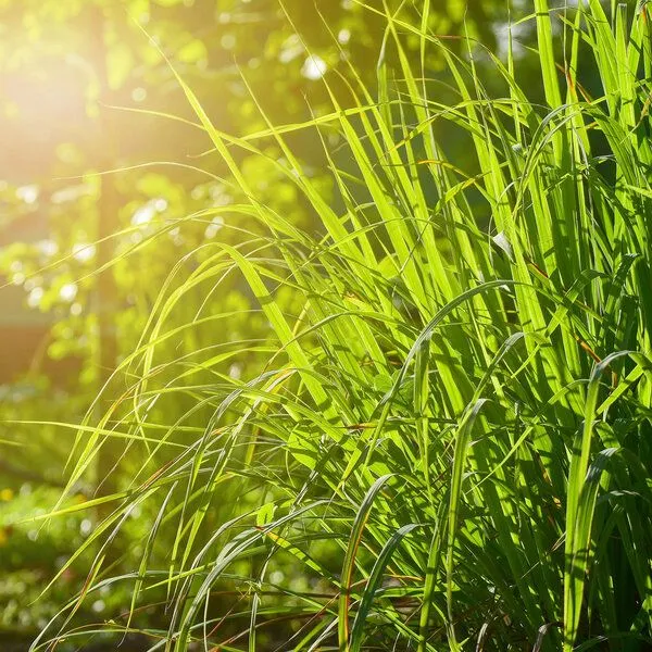 NeoOrganic NeoOrganic Bio-Citronella-Öl (Cymbopogon Winterianus Jowitt Oil) – Produktbild 3 von 4