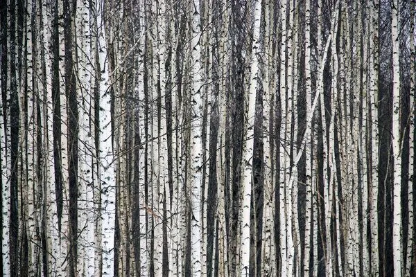 BETULA NATURA BETULA NATURA Zahnpulver - mit Birkenrinde und Minze – Produktbild 3 von 3