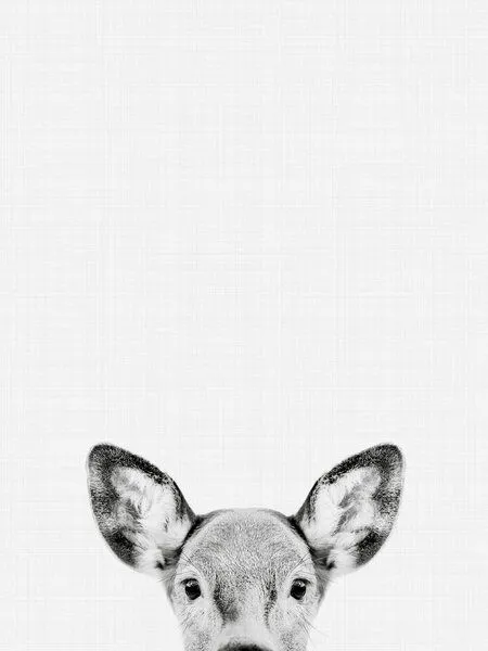 Photocircle Photocircle Poster / Leinwandbild - Doe (Black and White) – Produktbild 1 von 4