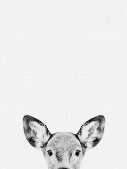Photocircle Photocircle Poster / Leinwandbild - Doe (Black and White) – Produktbild 1 von 1