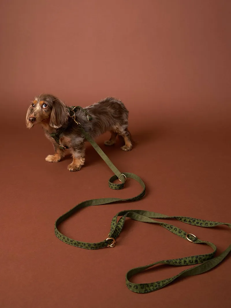 Vertbaudet 4-teiliges Gassi-Set für Hunde mit Hundegeschirr, Khaki, – Produktbild 5 von 7