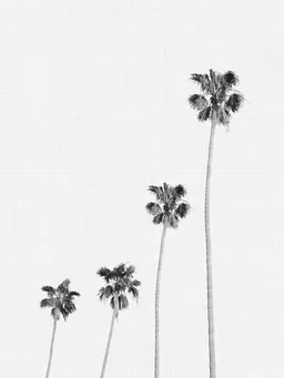 Photocircle Photocircle Poster / Leinwandbild - Palm 1 – Produktbild 1 von 1