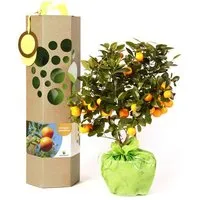 SchenkeinBäumchen SchenkeinBäumchen Orangenbaum mit Früchte als Geschenk – Produktbild 1 von 1