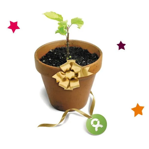 OxfamUnverpackt OxfamUnverpackt Spenden-Geschenk "25 junge Bäume" (Weihnachtskarte mit Magnet) – Produktbild 1 von 2