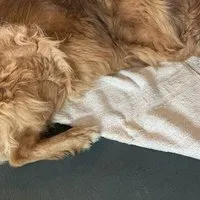 mio eco mio eco Hochwertiges Hunde Handtuch groß aus Retoure-Handtüchern zero waste – Produktbild 1 von 1
