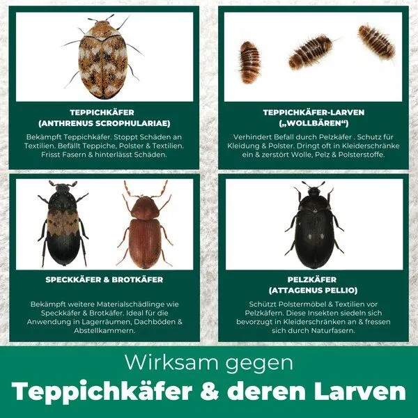 Silberkraft Silberkraft Teppichkäfer Spray - Teppichkäfer vertreiben & loswerden – Produktbild 4 von 4