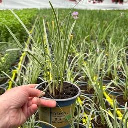 Kölle Bio Kölle Bio Bio Kap-Knoblauch, Topf-Ø 12 cm – Produktbild 1 von 1