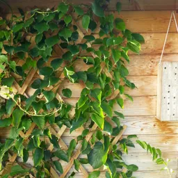 Windhager Windhager Rankgitter Holz-Spalier FSC-zertifiziert für Rosen und Kletterpflanzen, 1 St., Rankhilfe für Hauswände, erhältlich in unterschiedlichen Größen – Produktbild 1 von 1