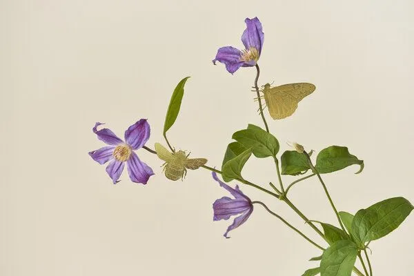 another studio another studio Plant Animal - Design Pflanzendekoration - Figuren aus Messing, Schmetterling, – Produktbild 3 von 4