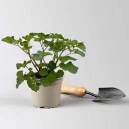 Kölle Bio Kölle Bio Bio Staudensilie, Topf-Ø 12 cm – Produktbild 1 von 1