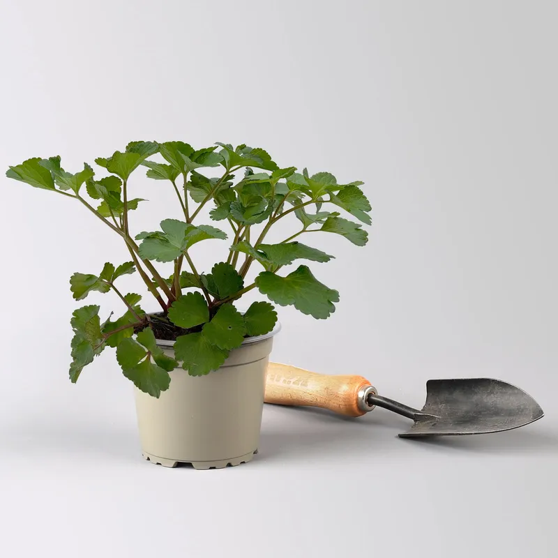 Kölle Bio Kölle Bio Bio Staudensilie, Topf-Ø 12 cm, Grünweiß, – Produktbild 1 von 1