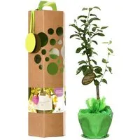 SchenkeinBäumchen SchenkeinBäumchen Wunschbaum – Produktbild 1 von 3