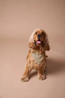 Vertbaudet Hundehalsband mit integriertem Bandana – Produktbild 1 von 1