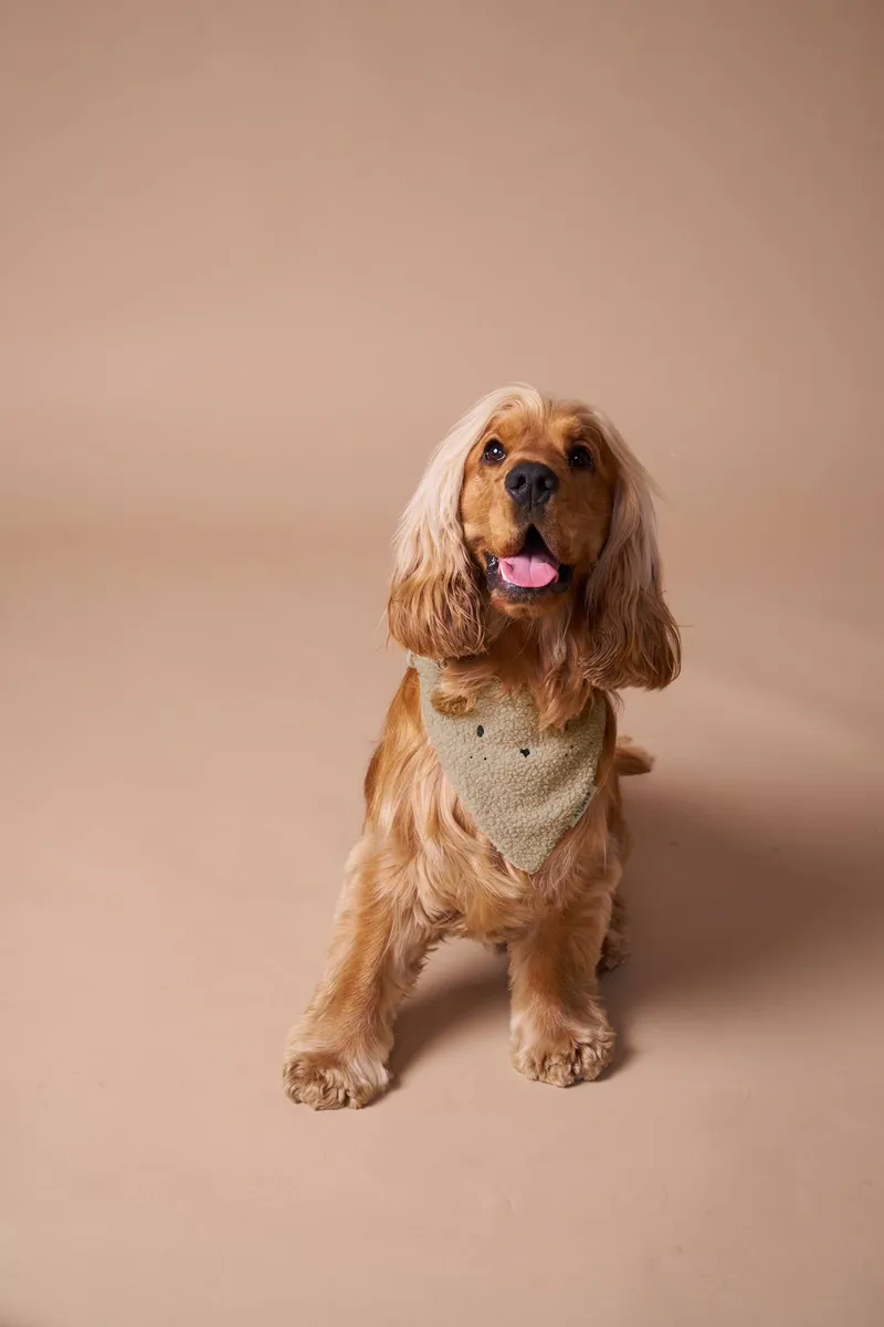 Vertbaudet Hundehalsband mit integriertem Bandana, Wollweiß, – Produktbild 1 von 4