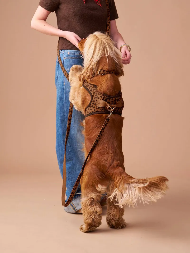 Vertbaudet 4-teiliges Gassi-Set für Hunde mit Hundegeschirr, Kaffee, – Produktbild 4 von 4