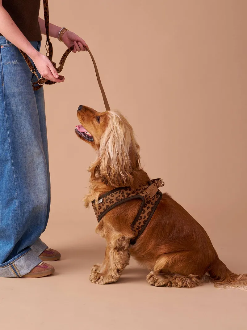 Vertbaudet 4-teiliges Gassi-Set für Hunde mit Hundegeschirr, Kaffee, – Produktbild 3 von 4