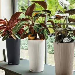 Lechuza® Lechuza® 'Cilindro Color 32', weiß, ca. Ø 32 x H 56 cm – Produktbild 1 von 1