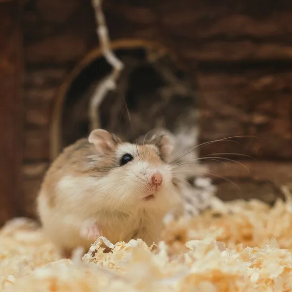 Silberkraft Silberkraft Milbenspray Hamster – Produktbild 7 von 8