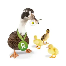 OxfamUnverpackt OxfamUnverpackt Spenden-Geschenk "Entenfamilie" (Grußkarte mit Magnet) – Produktbild 1 von 1
