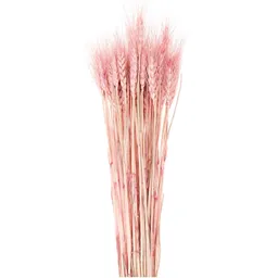 Rico Design Rico Design Getrockneter Weizen pink 60-70cm 50 Stück – Produktbild 1 von 1