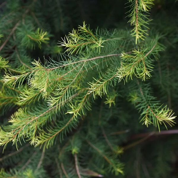 NeoOrganic NeoOrganic Bio-Teebaumöl (Melaleuca Alternifolia), WILD CRAFTED – Australien – Produktbild 4 von 4