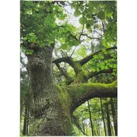Notizbuch "Baum" DIN A5 blanko, 72 Blatt – Produktbild 1 von 1