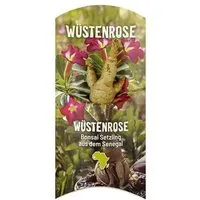 MyBaobab Végétaux d Ailleurs MyBaobab - Végétaux d´Ailleurs Baobab Chacal Setzling - Wüstenrose - Zum selber Pflanzen – Produktbild 1 von 1