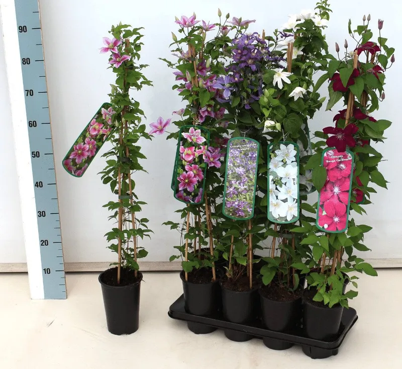 Pflanzen für Dich Kletterpflanze Clematis Hybride 'Blekitny Aniol', 1 St., Waldrebe, Clematis, blauviolett, langblühend – Produktbild 2 von 6