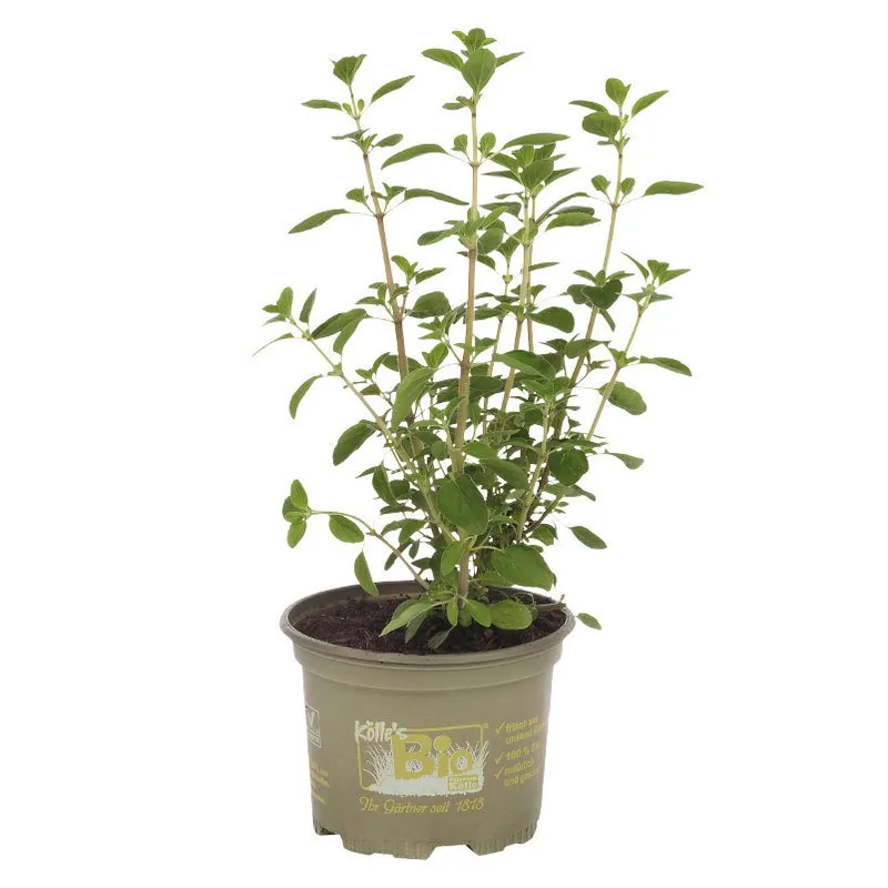 Kölle Bio Kölle Bio Bio Arabischer Majoran, Topf-Ø 12 cm, Weiß, – Produktbild 1 von 1
