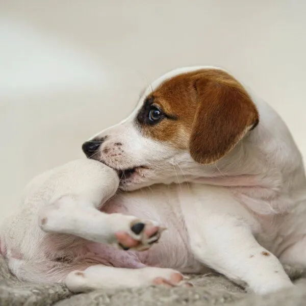 Silberkraft Silberkraft Milbenspray für Hunde – Produktbild 7 von 7