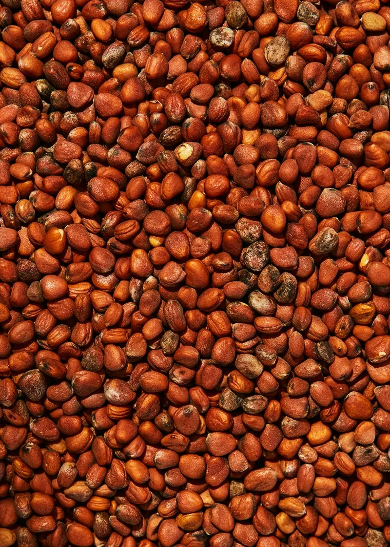 KoRo Bio Radieschen Samen 1 kg – Produktbild 2 von 5