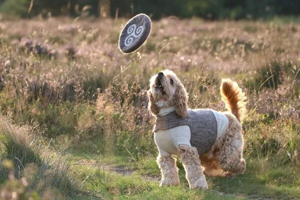 Wooliie Wooliie Hunde-Spielset aus 100 % naturbelassener Schurwolle (3er-Bundle) – Frisbee & Star – Produktbild 3 von 4