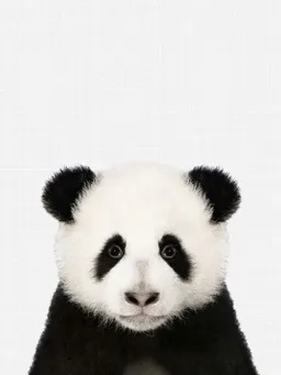 Photocircle Photocircle Poster / Leinwandbild - Panda – Produktbild 1 von 1
