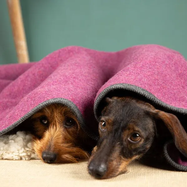 nahtur-design nahtur-design Hundedecke | 100% Schurwolle | natürliche Wärme, Beere_01, – Produktbild 1 von 4