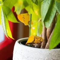 Andermatt Biogarten Andermatt Biogarten Leimfallen, Gelbfallen oder Blaufallen – Klebefallen zur Überwachung fliegender Insekten (je nach Auswahl 8 oder 10 Stück) – Produktbild 1 von 1