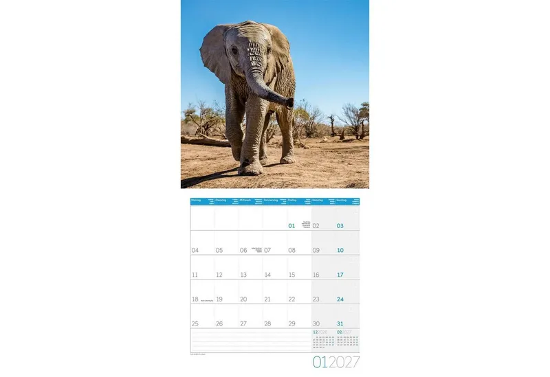 Ackermann Wandkalender Elefanten Kalender 2027 - 30x30 - Art12 – Produktbild 2 von 3