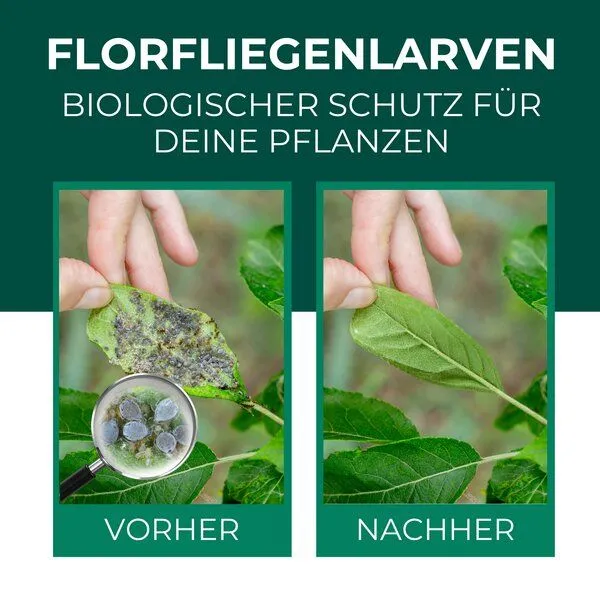 Silberkraft Silberkraft Florfliegenlarven gegen Blattläuse, Woll- & Schmierläuse, Spinnmilben, Thripse & weiße Fliegen – Produktbild 2 von 4