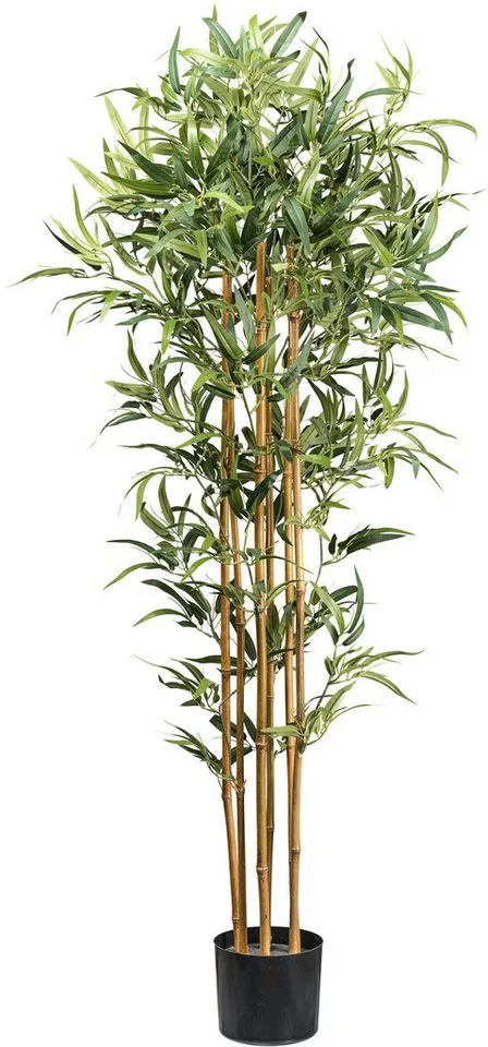 Kunstbaum Bambus Bambus, Creativ green, Höhe 155 cm, mit echten Bambusstäben, Grün, – Produktbild 1 von 2
