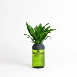 CitySens CitySens Transparenter Pflanztopf – Produktbild 1 von 1