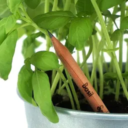 Sprout Sprout 7 Bleistifte zum Einpflanzen – Produktbild 1 von 1