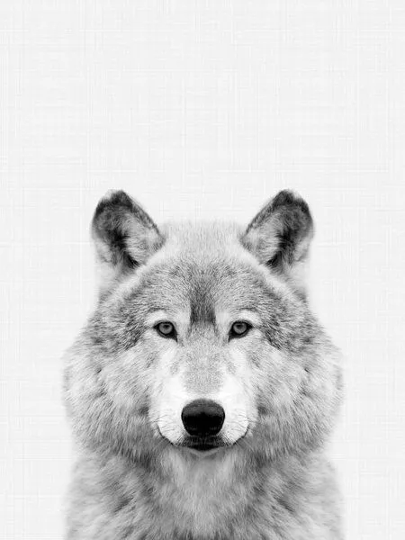 Photocircle Photocircle Poster / Leinwandbild - Wolf (Black and White) – Produktbild 1 von 4