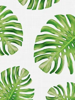 Photocircle Photocircle Poster / Leinwandbild - Tropical Monstera – Produktbild 1 von 1