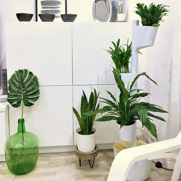 CitySens CitySens Vertikaler Blumentopf mit 3 luftreinigenden Pflanzen, Weiss, – Produktbild 4 von 4
