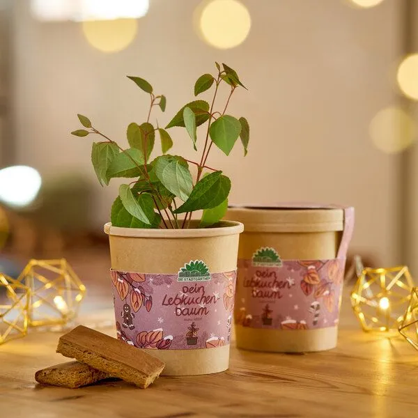 Die Stadtgärtner Die Stadtgärtner Set - 3 Weihnachtliche Anzuchtsets – Produktbild 4 von 4
