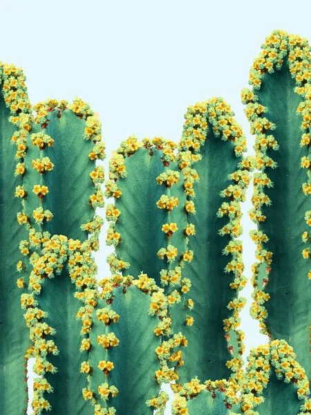 Photocircle Photocircle Poster / Leinwandbild - Adorned Cactus – Produktbild 1 von 4