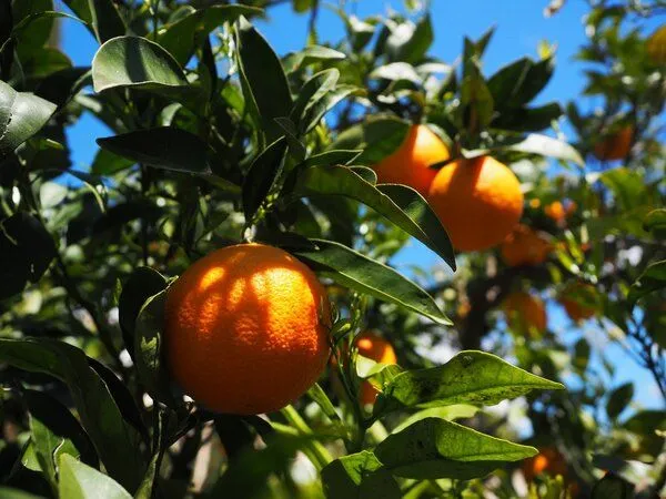 NeoOrganic NeoOrganic Bio Orangenöl (Citrus Aurantii Dulcis Peel Oil) – BIO-Öl, direkt aus Sizilien – Produktbild 4 von 4