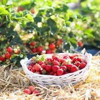 naturling naturling Garten-Holzwolle für Erdbeeren und Gemüse - unbehandelte Natur Kieferwolle – Produktbild 1 von 1