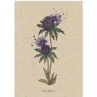 matabooks Postkarte Distel – Produktbild 1 von 1