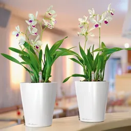 Lechuza® Lechuza® 'Deltini', weiß, ca. Ø 15 x H 19 cm – Produktbild 1 von 1